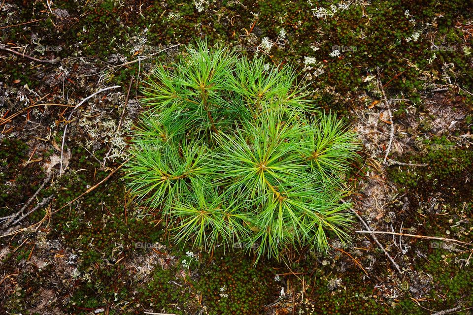 Baby pine tree