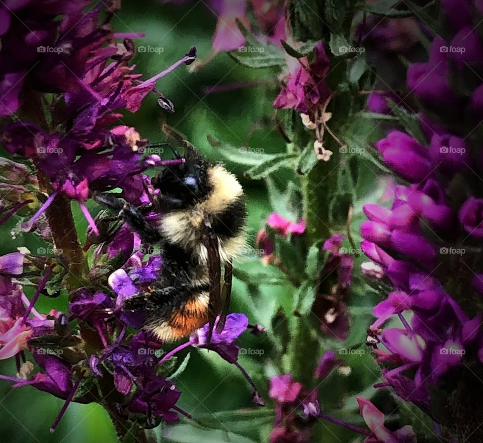 Bumblebee on purple flowers 