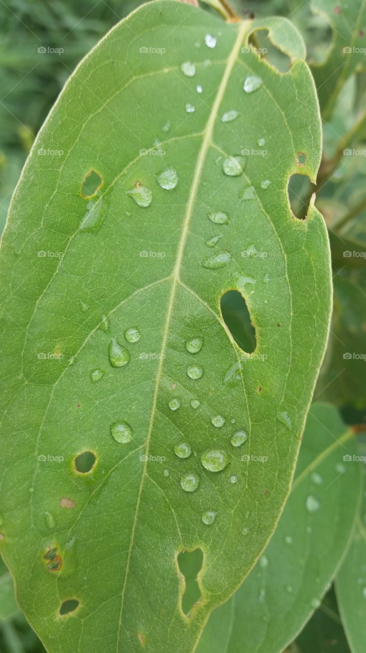 Waterdrops on green old leaf