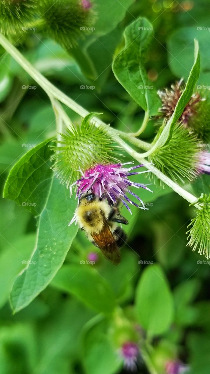 Pollinating bee