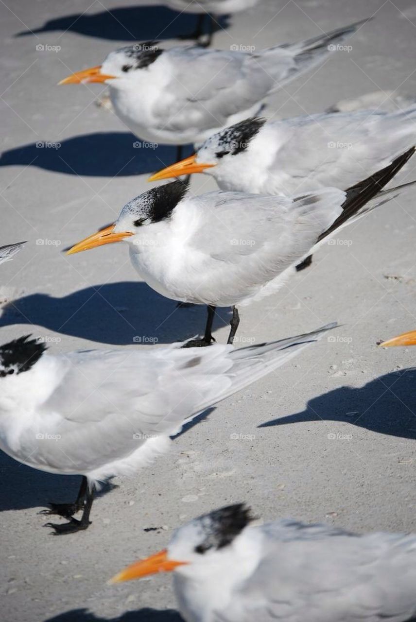 Birds towards the wind