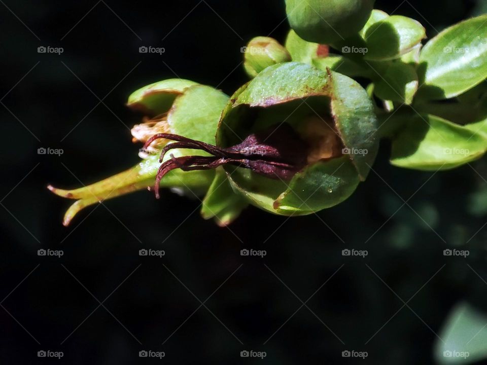Macro photo of a flower growing in the garden