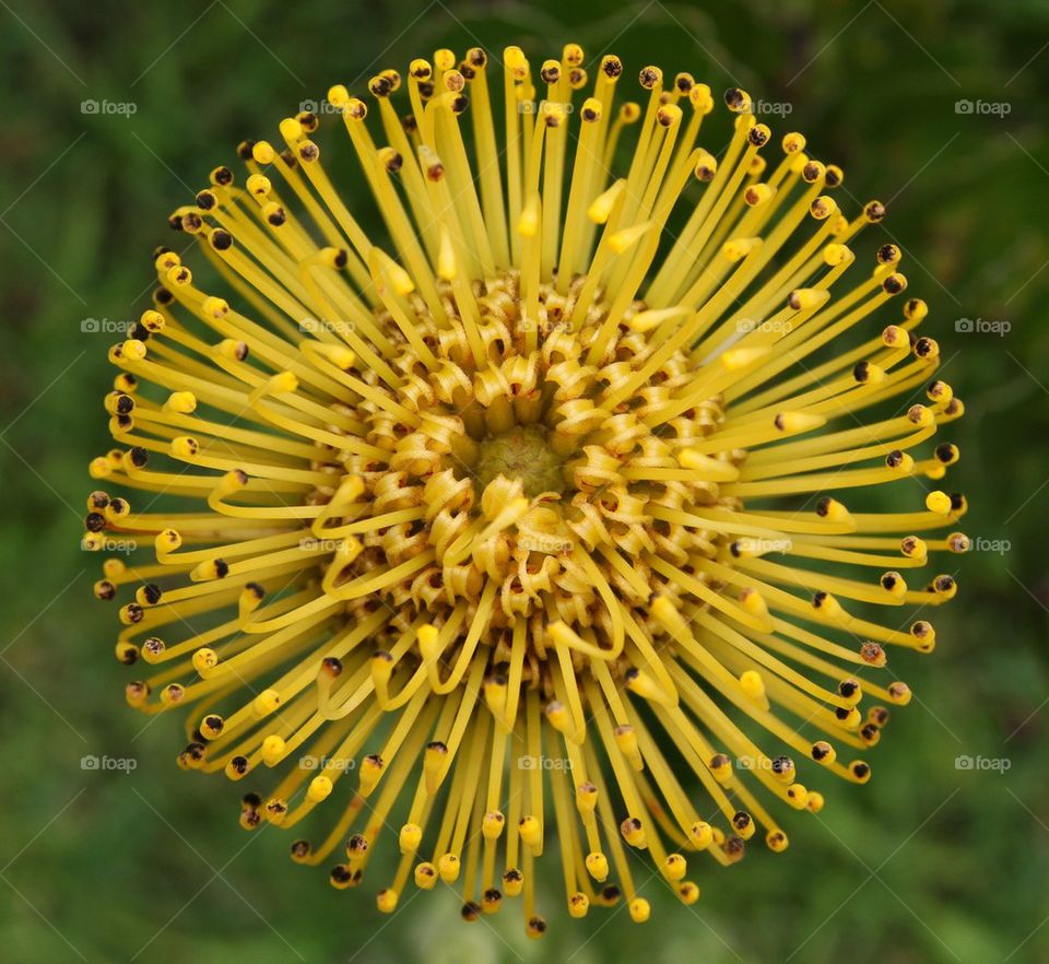 protea