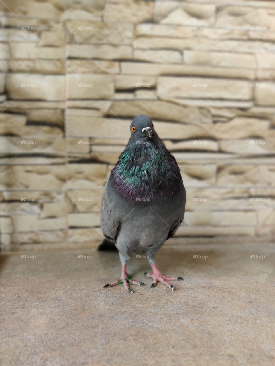 pigeon