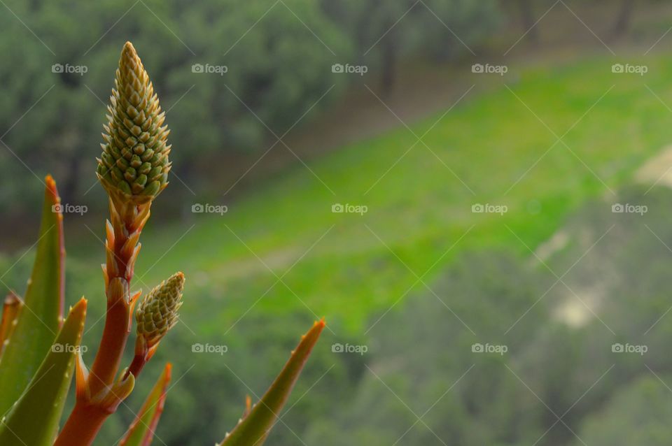 Aloe Vera and forest
