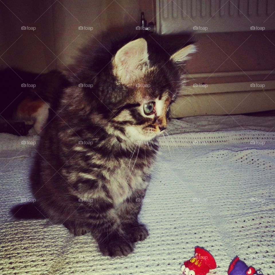 Coco the kitten. Playtime with his brothers and cousins getting into trouble and trashing the flat, without a care in the world just playtime 