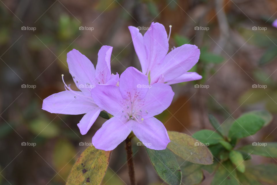 Close-up of purple flowers