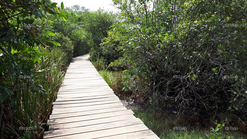 Daytime at Beddagana Wetland Park in Sri Lanka.