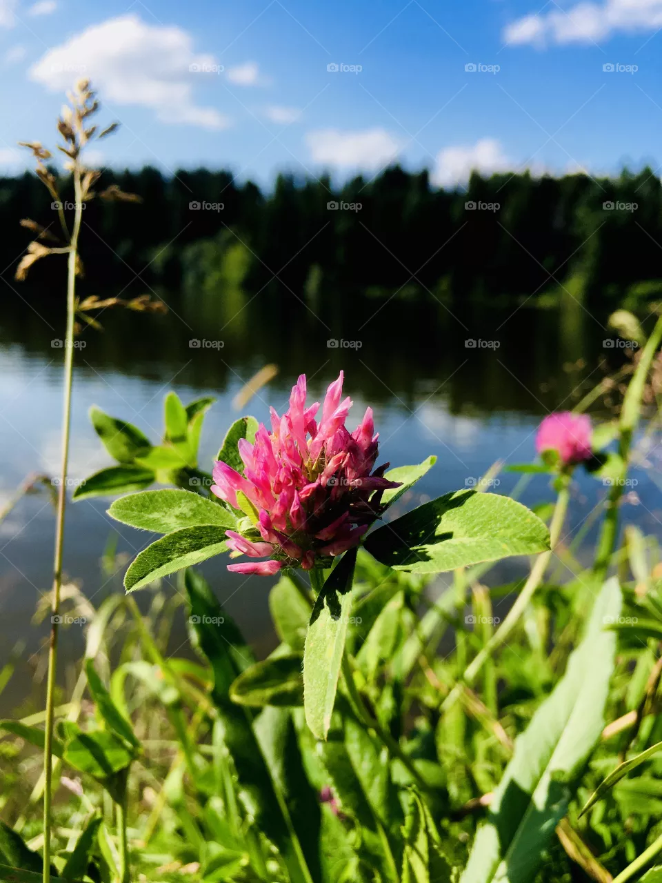 Nature, Grass, green 