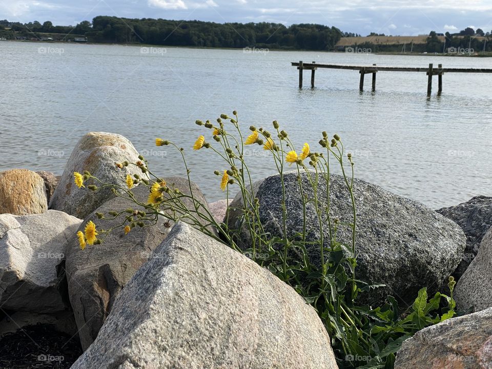 Natur am Strand