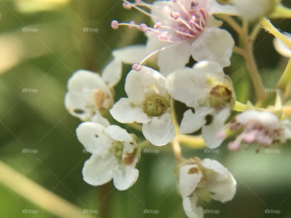 Macro flowers