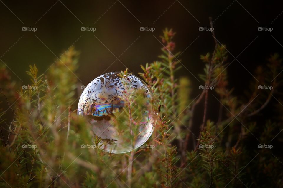 Bubble on grassy field