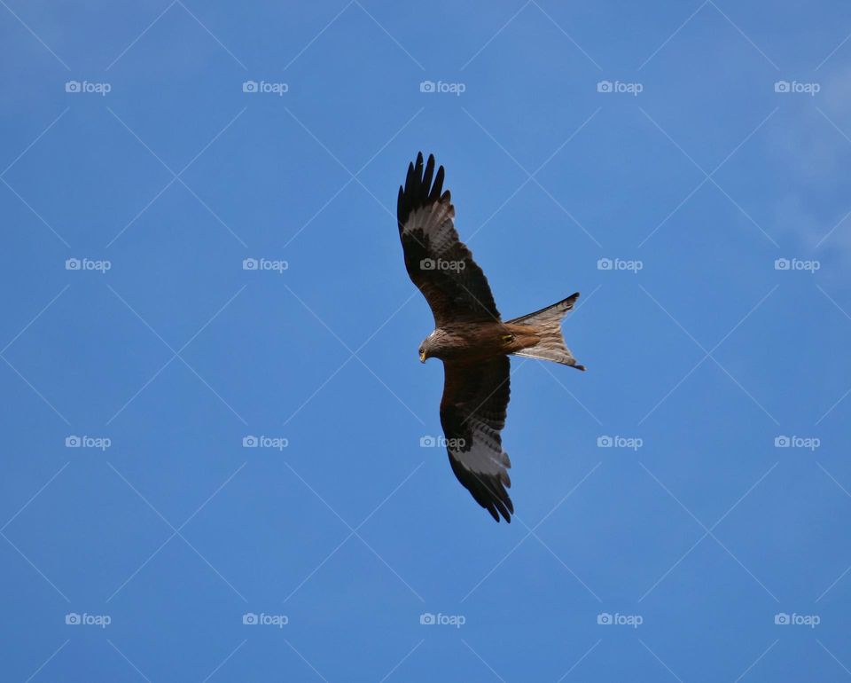 Red kite in flight