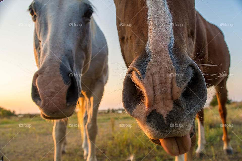 horse giving the old raspberry