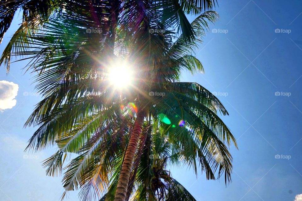 Sun and coconut tree