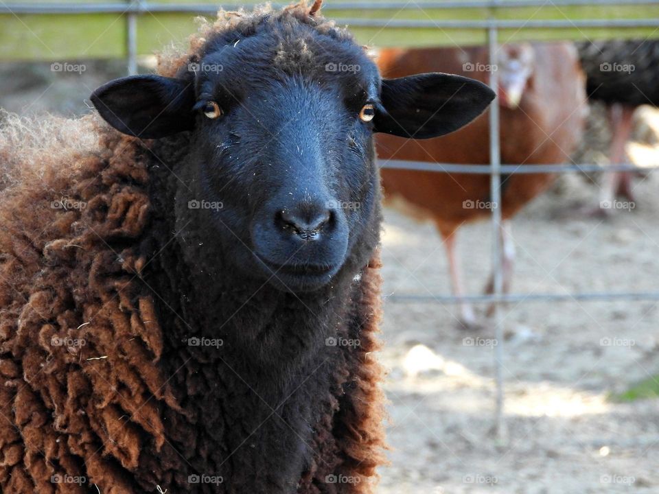 Unusual sus-pets! The Black Welsh Mountain breed is known to be extremely hardy. Ewes are excellent mothers and lambs are strong and vigorous at birth.