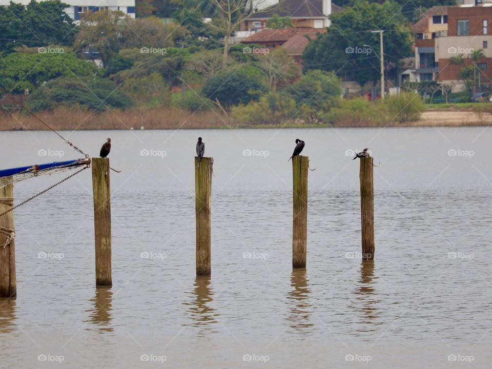 A serene scene with four birds perched on wooden poles over calm waters. The reflections in the water, the surrounding vegetation and the distant urban landscape create a peaceful atmosphere, evoking a sense of tranquility and connection with nature.