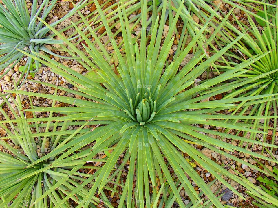 Green plants 