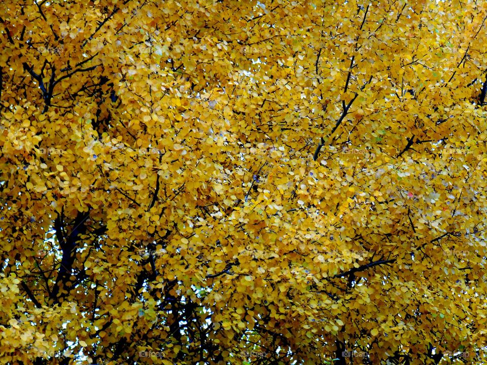 Fall, Leaf, Tree, Season, Nature