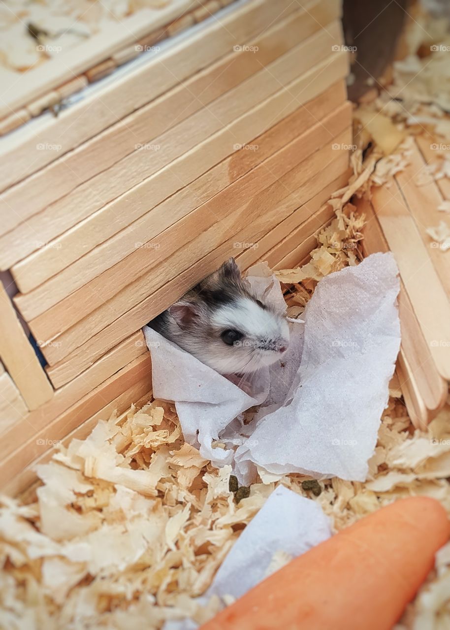 My hamster on waking up going to eat