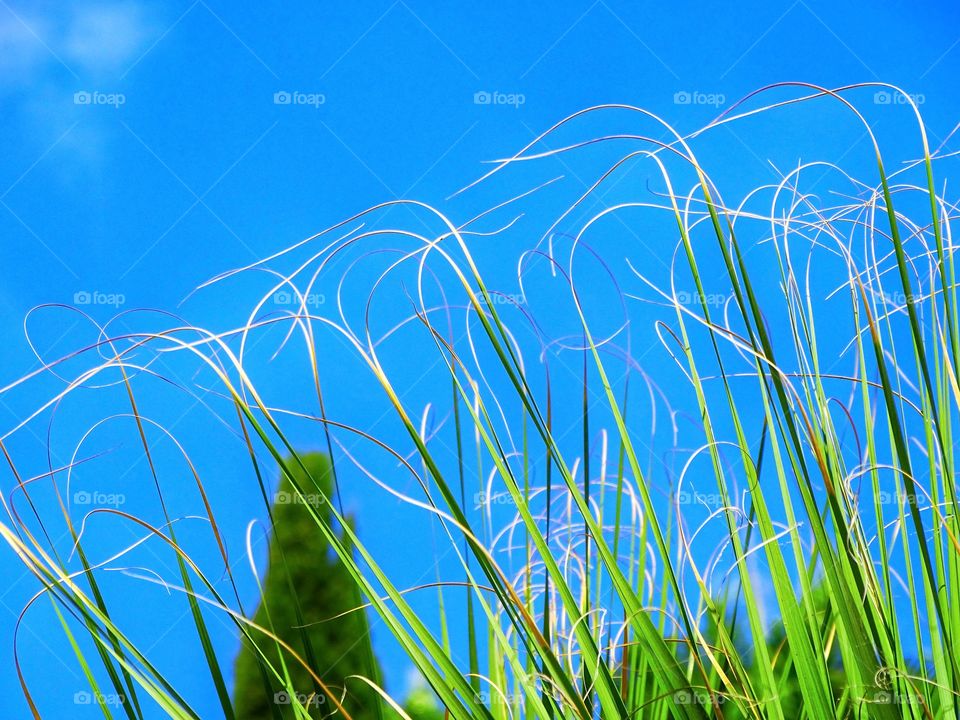 The leaves like violin music.