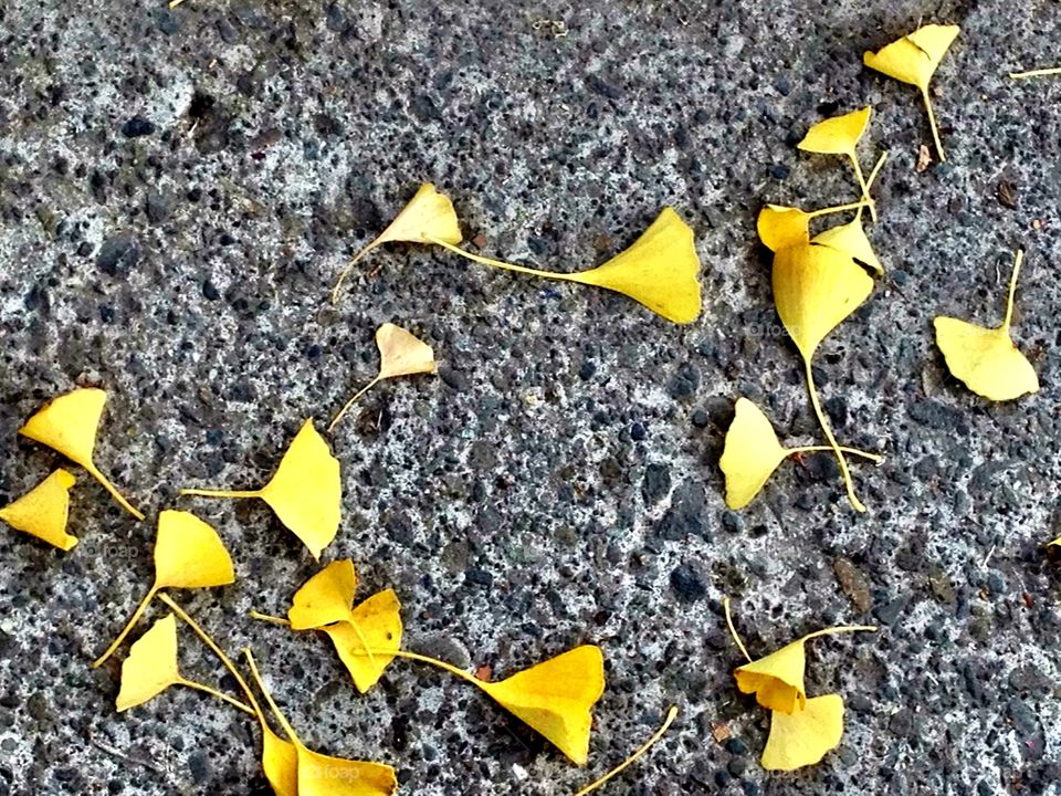 Yellow ginkgo leaves