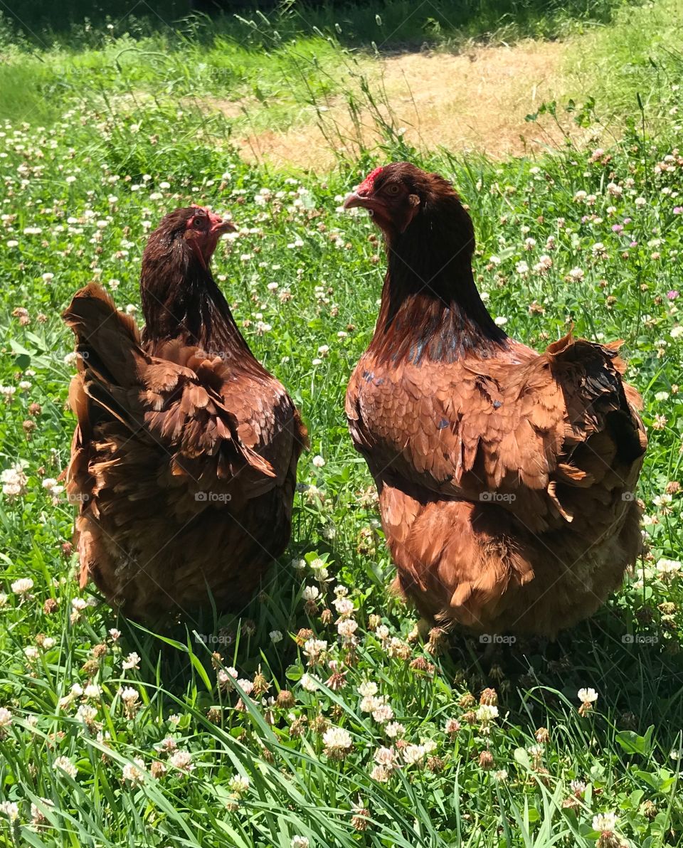 Free range chickens