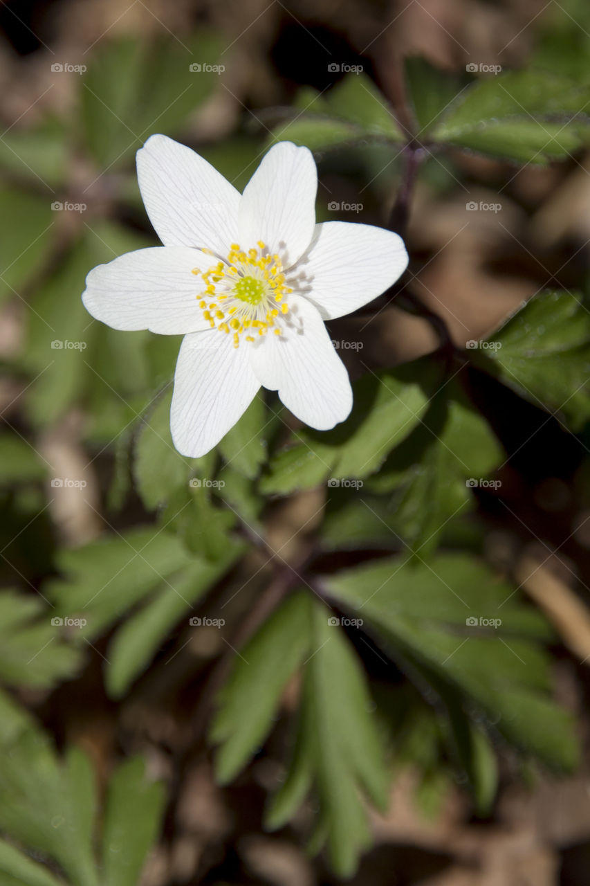 High angle view of white flower