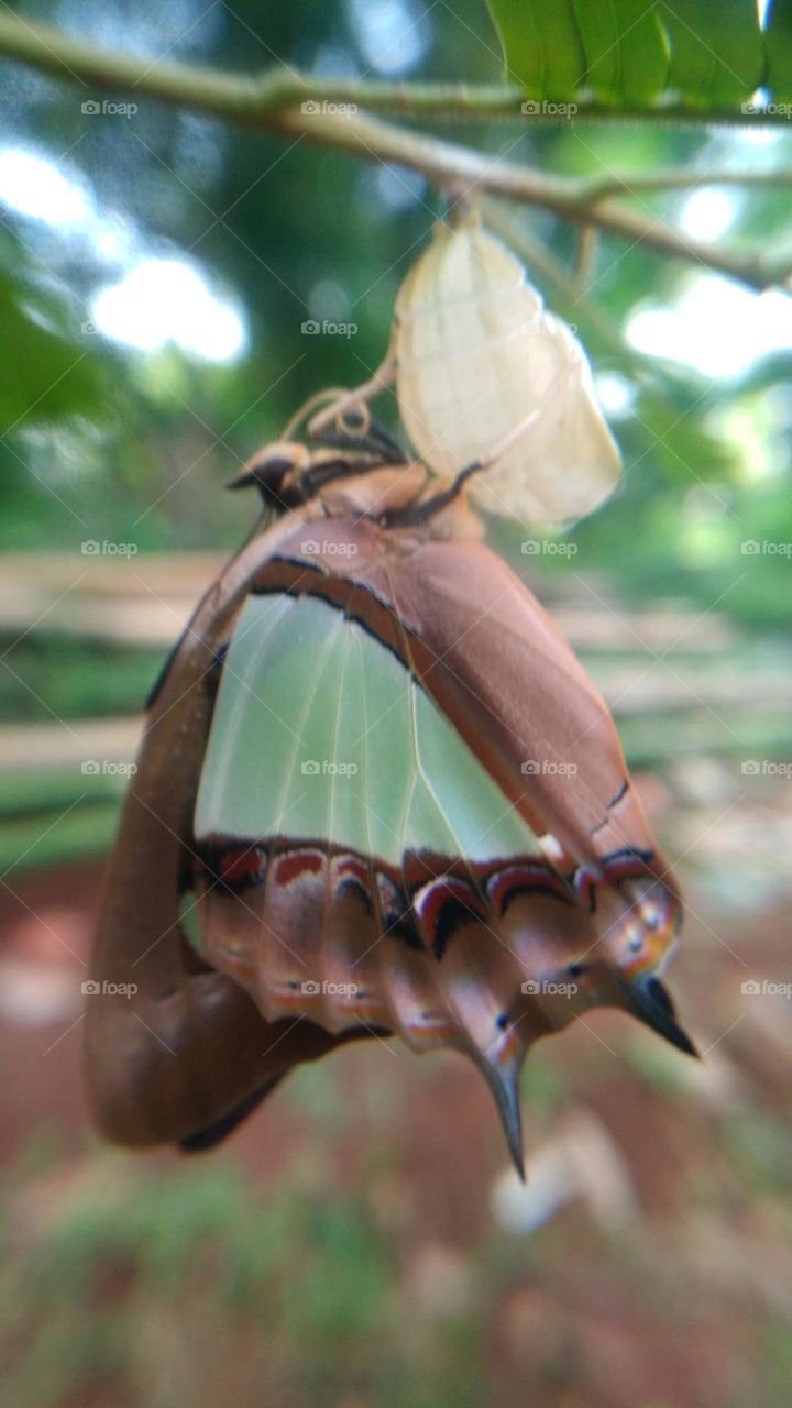 The butterfly that is still perched on the cocoon