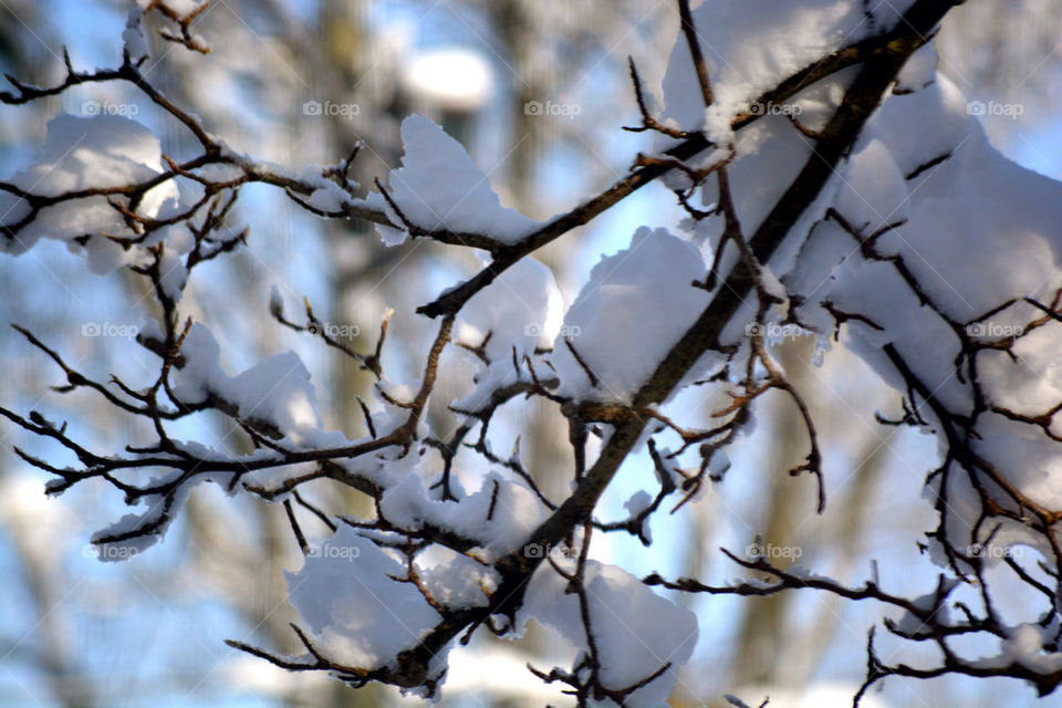 Tree snow