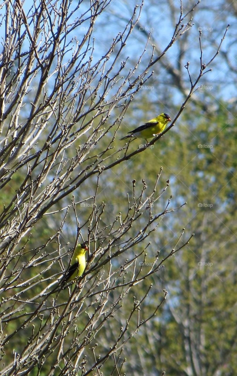 2 male yellow finches