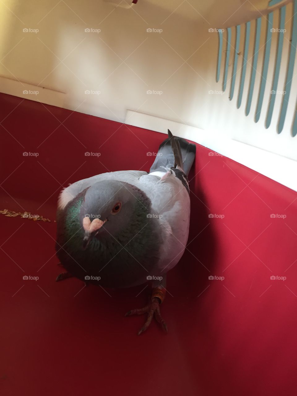Pete the Pigeon