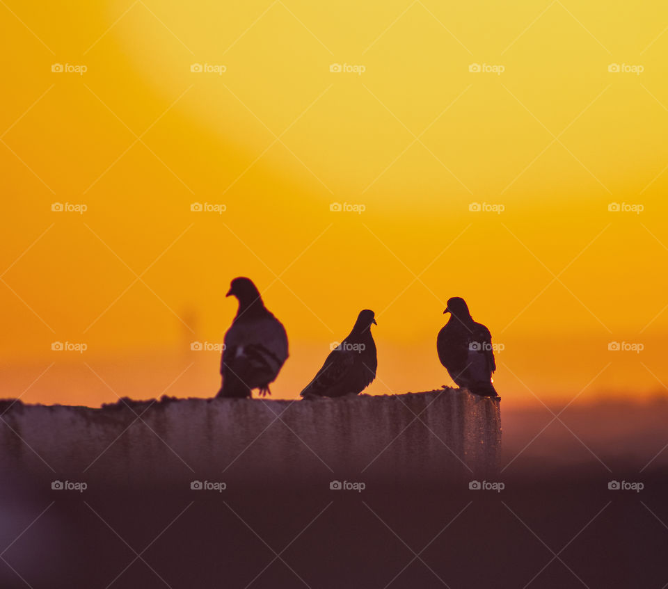 Pigeons over building during sunset