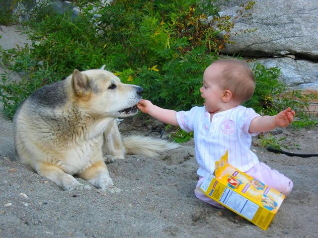 baby feeds dog