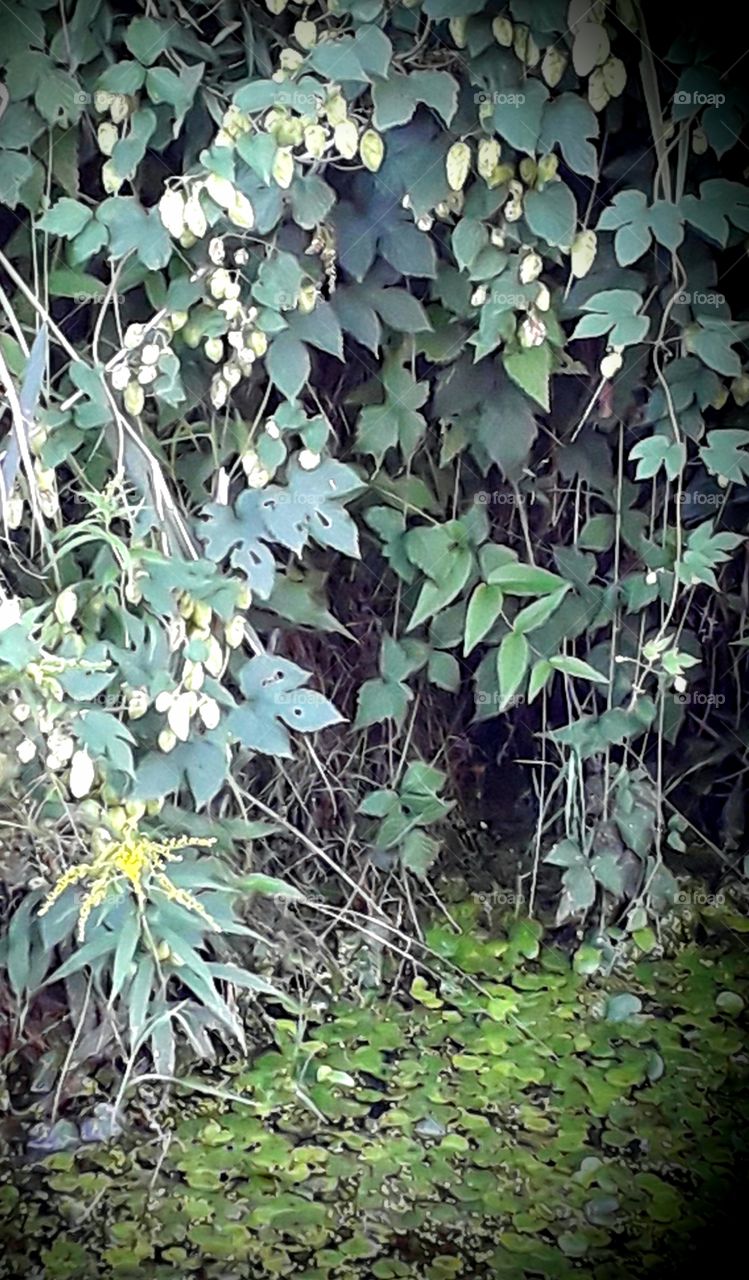 green leaves and hop cones