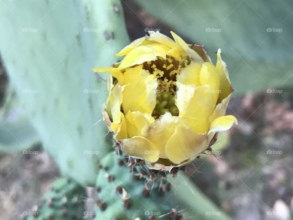 Prickly pear cactus blossom