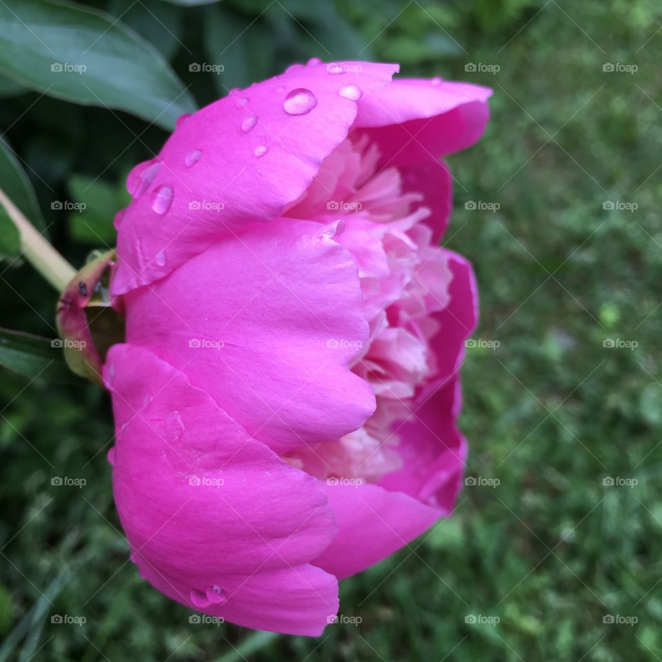 Peony after rain