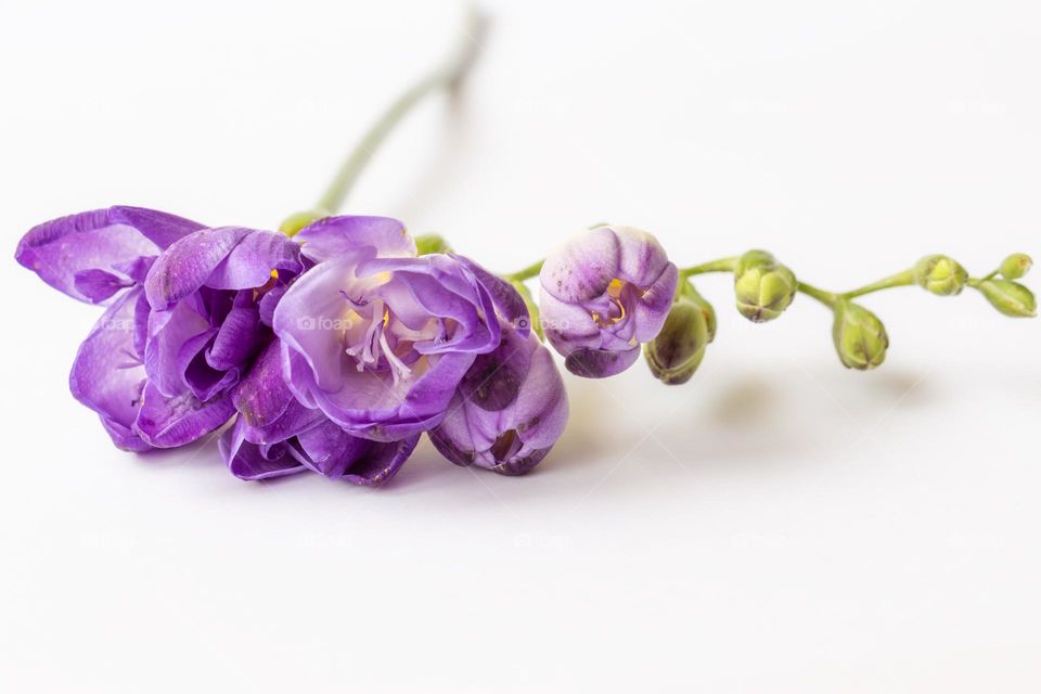 Beautiful purple flowers on white background 