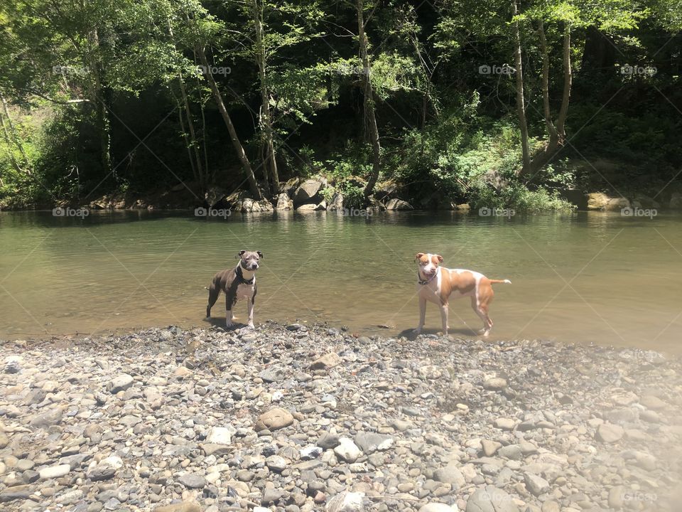 Two pretty dogs living there beat summer life at the creek