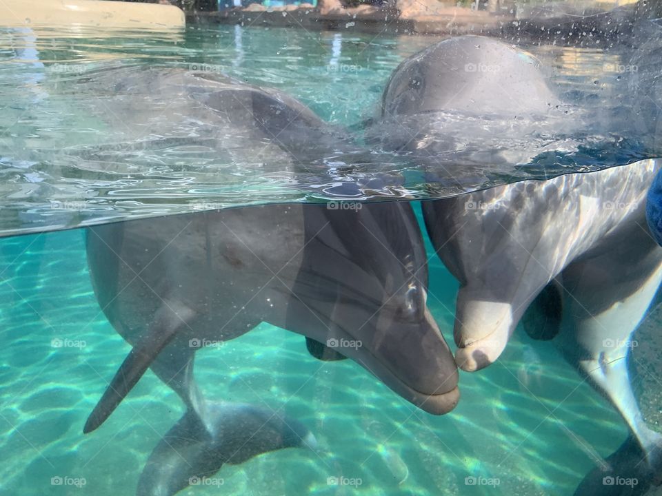 I am an Orlando Vlogger who also vlogs Seaworld Orlando and Walt Disney World every day. #day23 for Seaworld and #day174 for Disney.  Fall in love with the baby dolphins.🧡