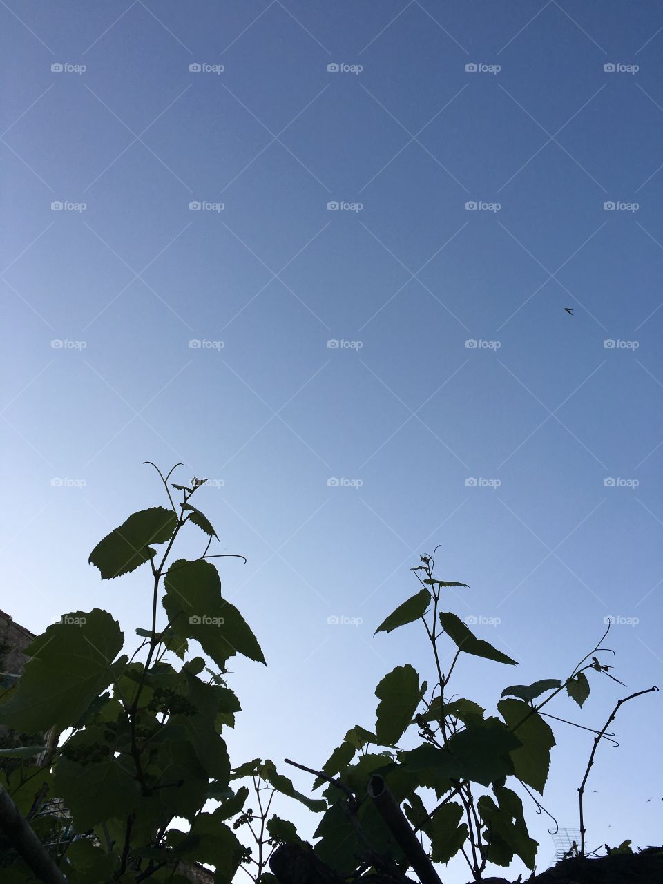 Swallows flying in the sky above grape vines, Corfu Town, Greece