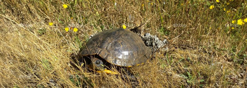 A Turtle in the Grass