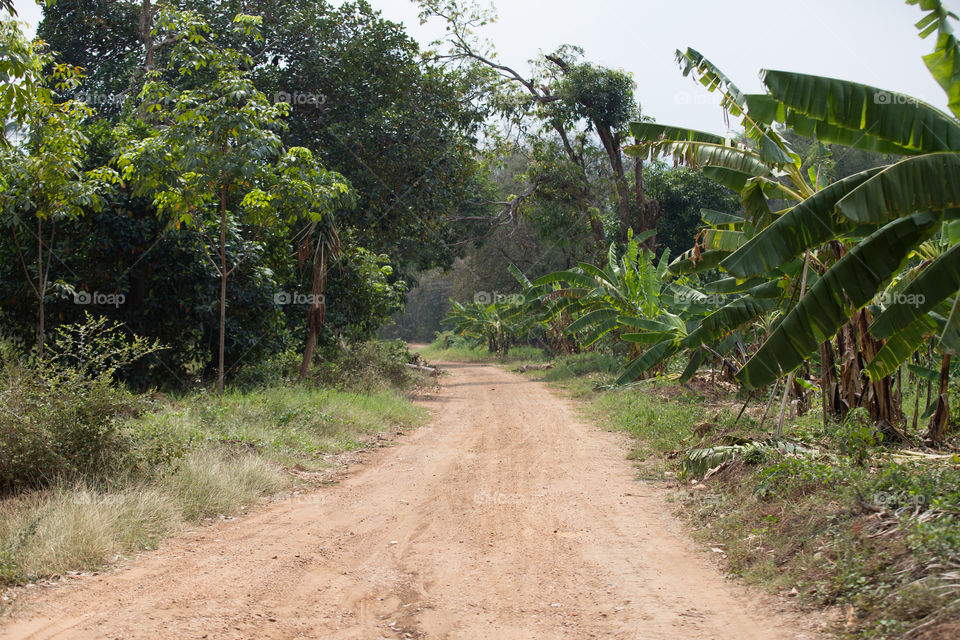 Dirt rural road in the countryside 