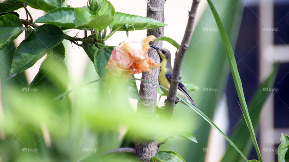 Little hummingbird doing its rounds of the hibiscus flower.