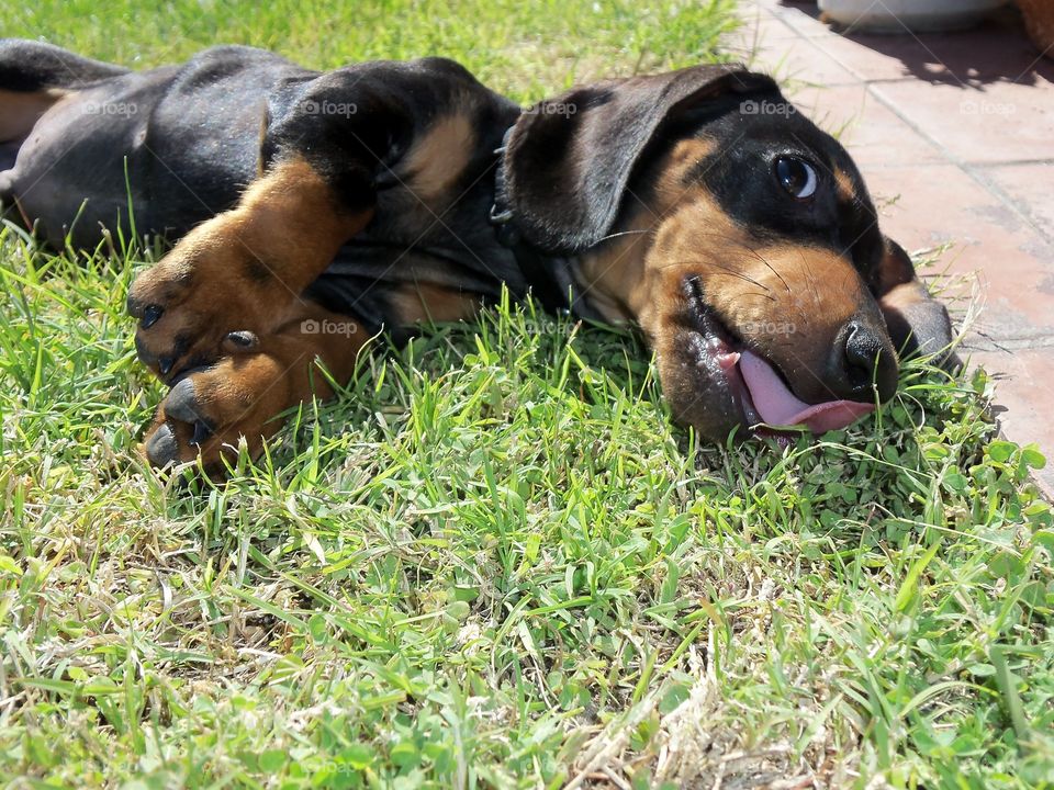 playing in the grass 