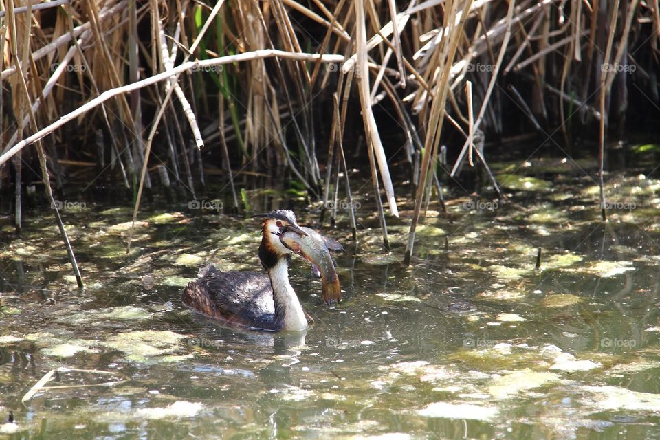 great crested grebe eating a fish