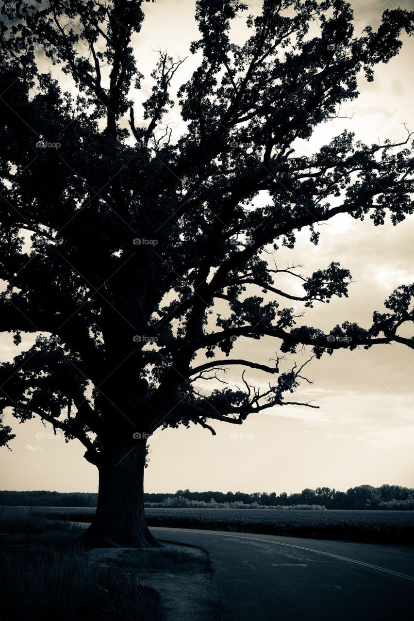 Monochromatic Silhouette Of A Tree Along The Roadside In Missouri 