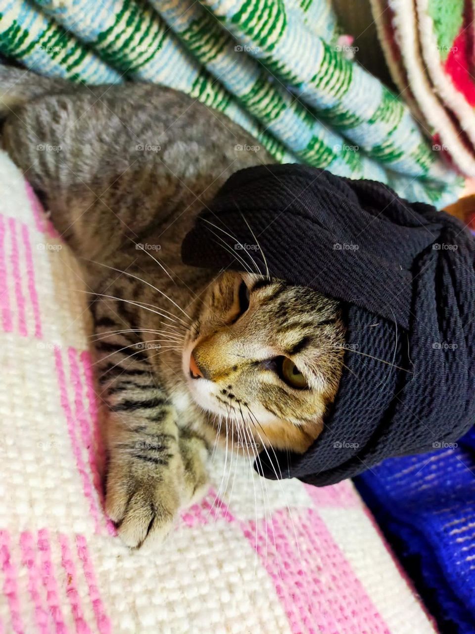 Adorable cat , wears a hat