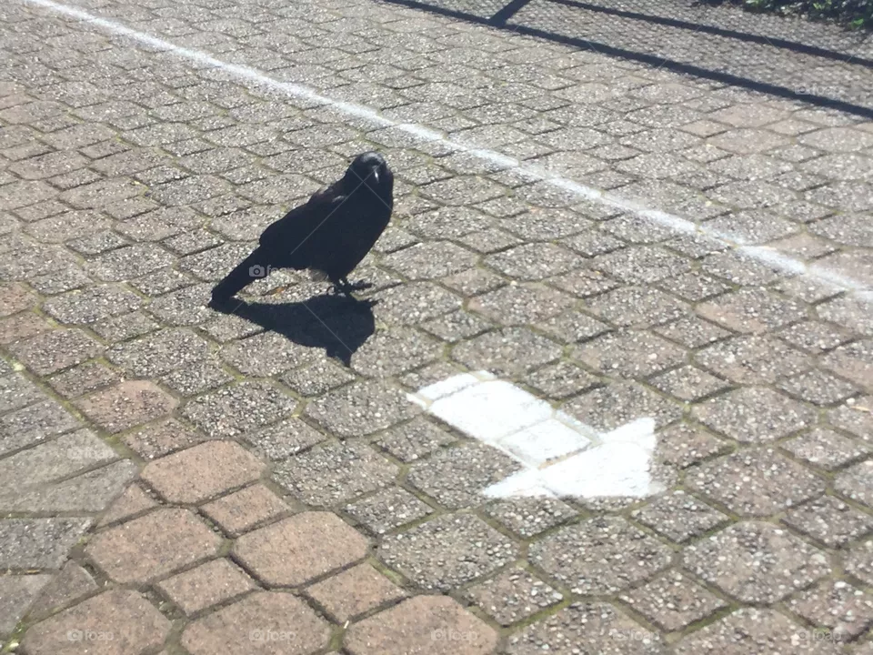 Crow on the Red Brick Road 
