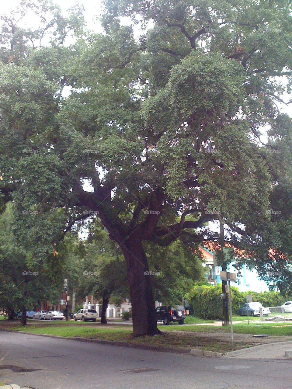 green tree new oak by rr27